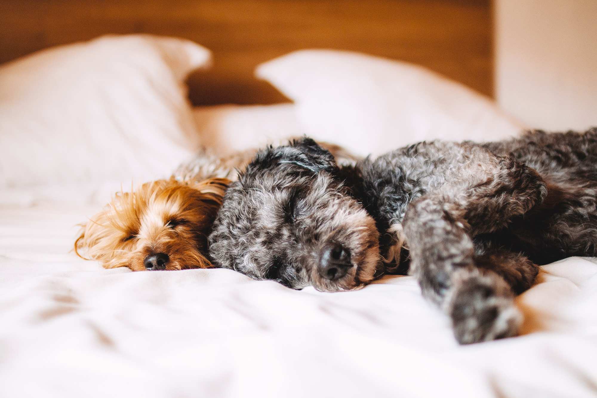 Sleeping Hairy Mature
